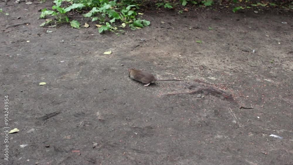 Two pigeons drive mouse away Two pigeons drive mouse away