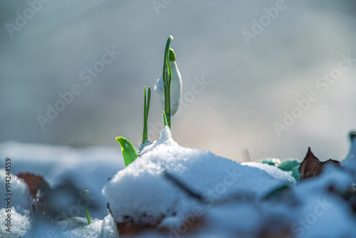 Snowdrop