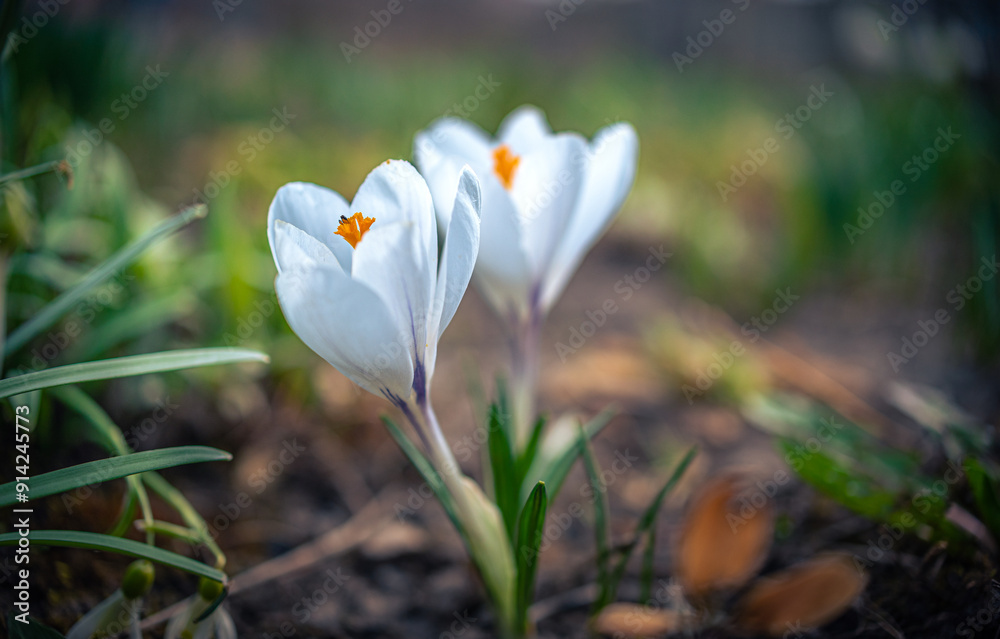 Garden flower Garden flower