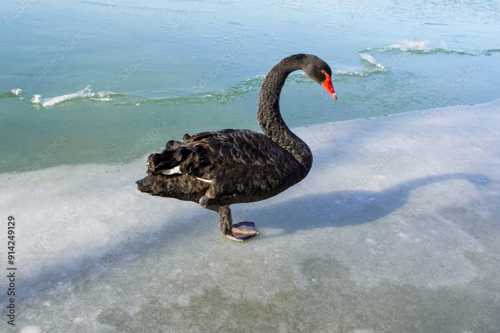 Naklejka premium Black Swans on Ice in Summer Palace, Beijing