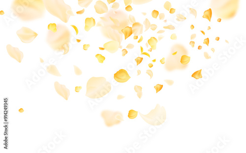 Yellow falling rose or sunflowers petals.Transparent panoramic horizontal background.Amber flower spring template.