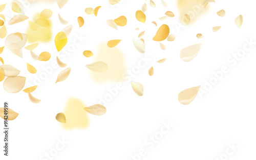 Yellow falling rose or sunflowers petals.Transparent panoramic horizontal background.Amber flower spring template.