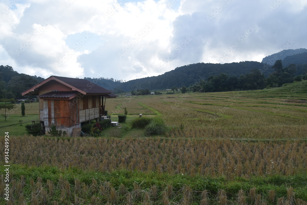 The local corn and rice fields in rural Northern Thailand The local corn and rice fields in rural Northern Thailand