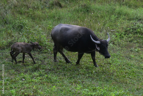 The Krabue Siamese Water Buffalo in Northern Thailnd photo