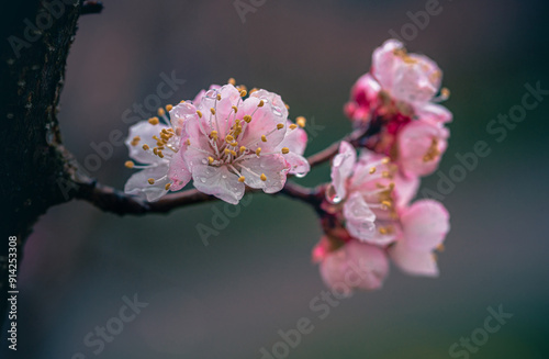 Garden flower