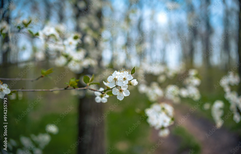 Wild flowers