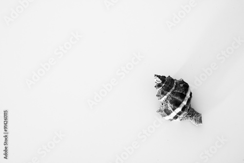 seashell in a negativespace,background photo