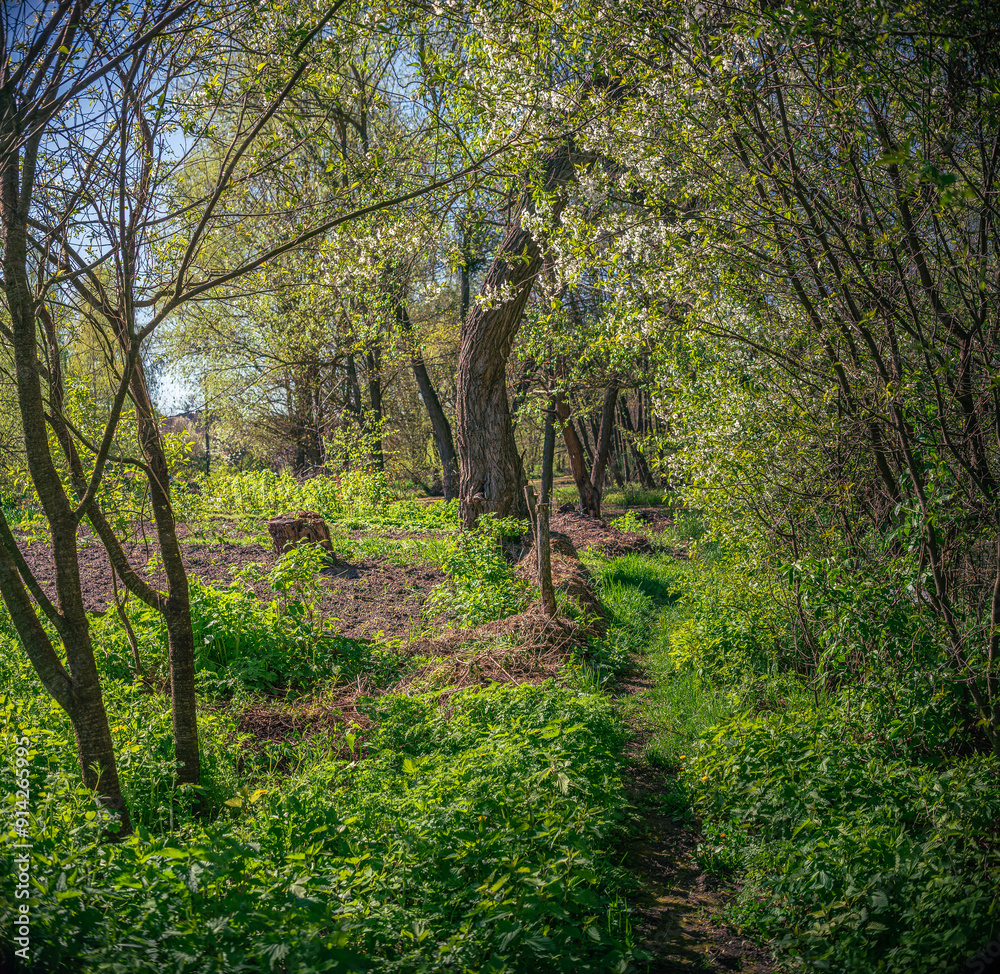 Fototapeta premium Summer landscape