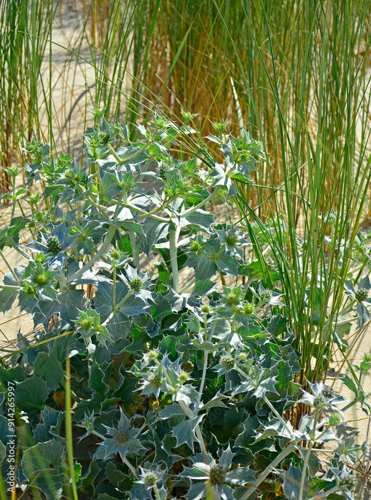 Mikołajek nadmorski, Eryngium maritimum, mikołajek nadmorski na piaszczystej wydmie nad morzem, mikołajek w naturalnym środowisku, sea holly, sea eryngo, sea eryngium, sea Holly growing in the wild