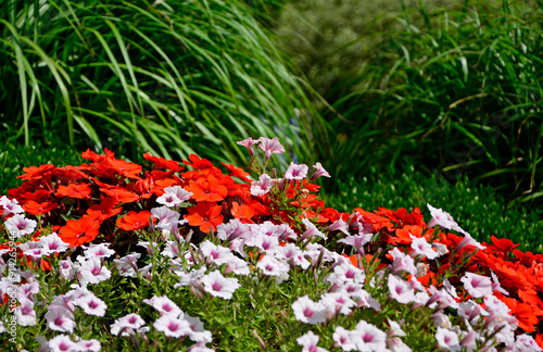 Obraz na płótnie czerwony niecierpek i biała petunia, Niecierpek nowogwinejski, Impatiens hawkeri, Petunia × atkinsiana, red and white flowers, red impatiens and white petunia,
w salonie