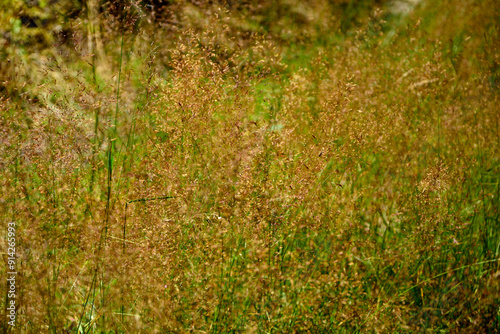 Obraz na płótnie kwitnące, dzikie trawy w słońcu, dzika trawa na łące w promieniach słońca, Blooming wild high grass in nature at sunset, Close up of wild grass in the meadow at sunset background w salonie