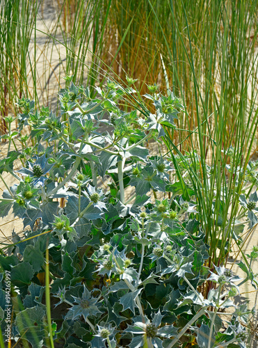 Obraz na płótnie Mikołajek nadmorski, Eryngium maritimum, mikołajek nadmorski na piaszczystej wydmie nad morzem, mikołajek w naturalnym środowisku, sea holly, sea eryngo, sea eryngium, sea Holly growing in the wild w salonie