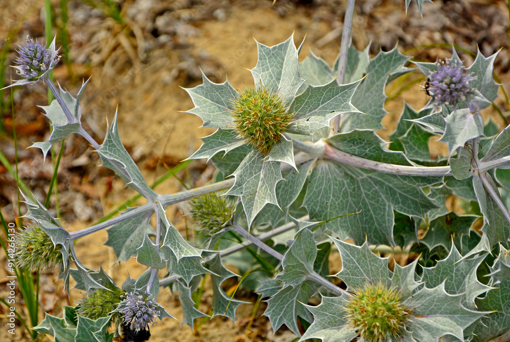 Mikołajek nadmorski, Eryngium maritimum, mikołajek nadmorski na piaszczystej wydmie nad morzem, mikołajek w naturalnym środowisku, sea holly, sea eryngo, sea eryngium, sea Holly growing in the wild