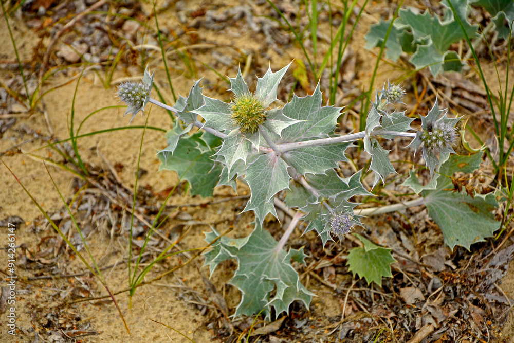 Mikołajek nadmorski, Eryngium maritimum, mikołajek nadmorski na piaszczystej wydmie nad morzem, mikołajek w naturalnym środowisku, sea holly, sea eryngo, sea eryngium, sea Holly growing in the wild
