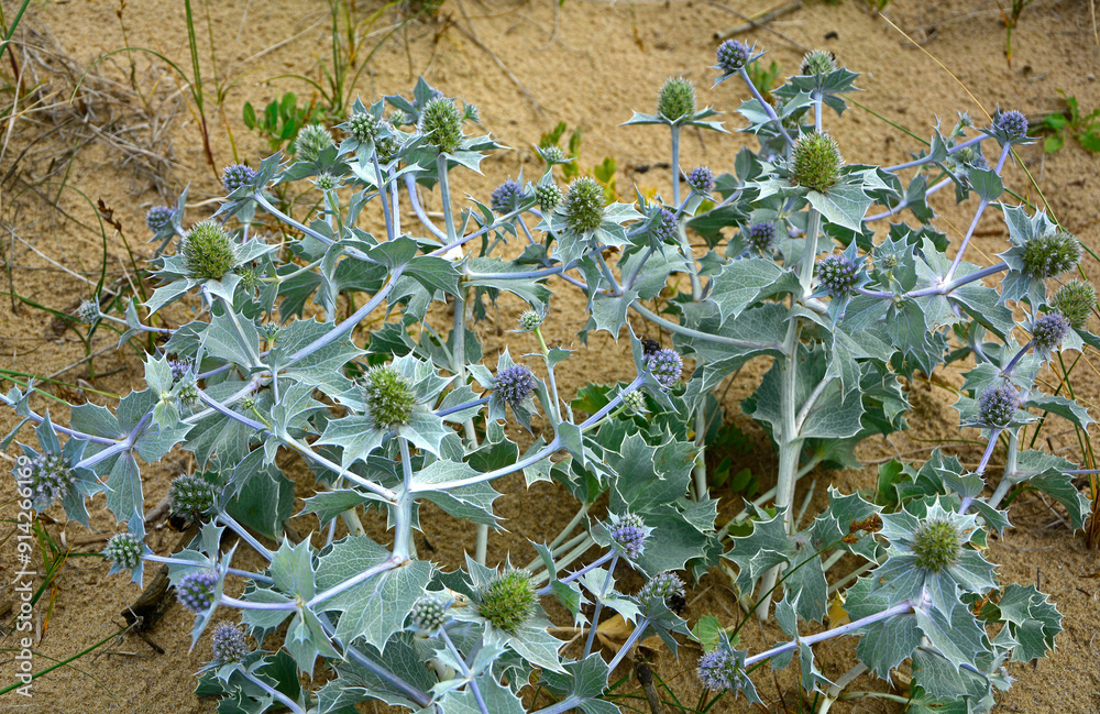 Mikołajek nadmorski, Eryngium maritimum, mikołajek nadmorski na piaszczystej wydmie nad morzem, mikołajek w naturalnym środowisku, sea holly, sea eryngo, sea eryngium, sea Holly growing in the wild