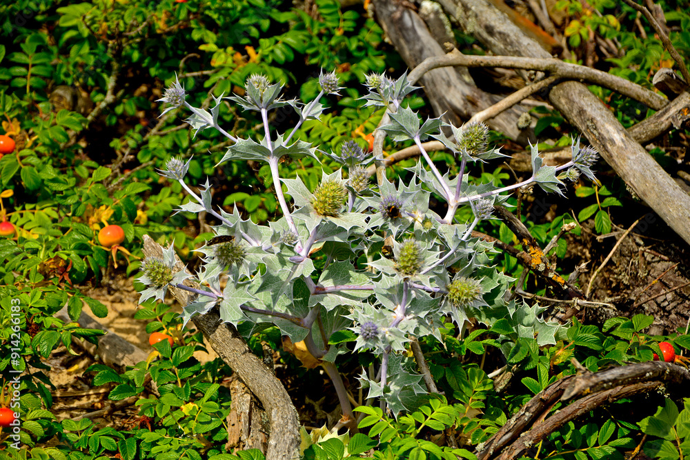 Mikołajek nadmorski, Eryngium maritimum, mikołajek nadmorski na piaszczystej wydmie nad morzem, mikołajek w naturalnym środowisku, sea holly, sea eryngo, sea eryngium, sea Holly growing in the wild
