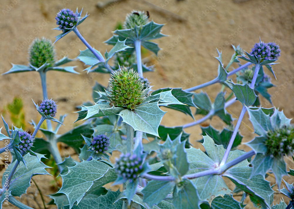 Mikołajek nadmorski, Eryngium maritimum, mikołajek nadmorski na piaszczystej wydmie nad morzem, mikołajek w naturalnym środowisku, sea holly, sea eryngo, sea eryngium, sea Holly growing in the wild