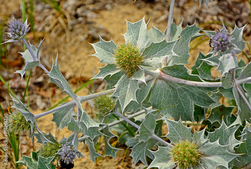 Obraz na płótnie Mikołajek nadmorski, Eryngium maritimum, mikołajek nadmorski na piaszczystej wydmie nad morzem, mikołajek w naturalnym środowisku, sea holly, sea eryngo, sea eryngium, sea Holly growing in the wild w salonie