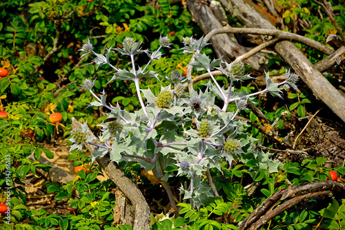 Obraz na płótnie Mikołajek nadmorski, Eryngium maritimum, mikołajek nadmorski na piaszczystej wydmie nad morzem, mikołajek w naturalnym środowisku, sea holly, sea eryngo, sea eryngium, sea Holly growing in the wild w salonie