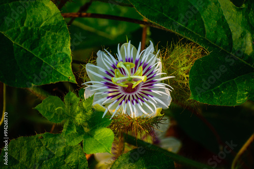 Fotografie Passion fruit flower