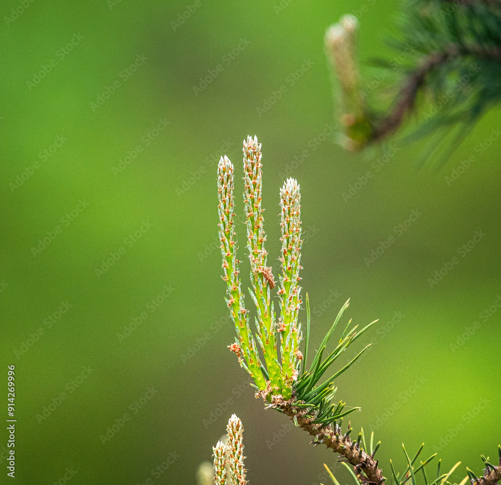 Naklejka premium Nature beauty