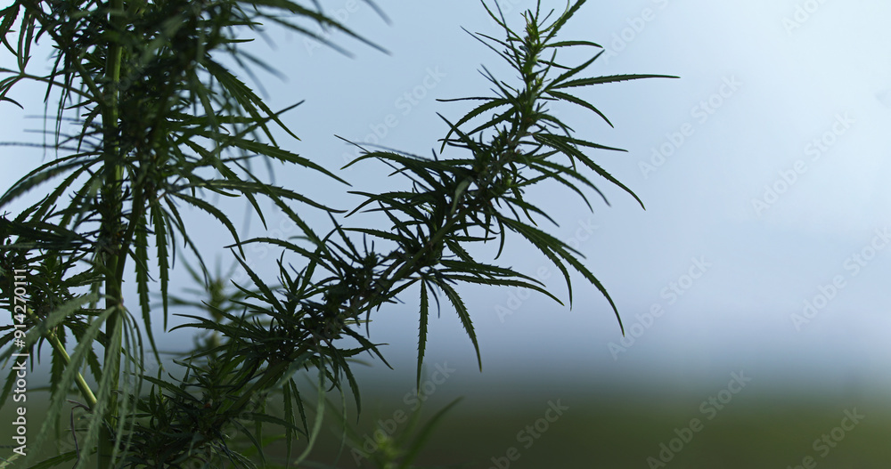Green cannabis bush close up, space for your advertising or text Green cannabis bush close up, space for your advertising or text