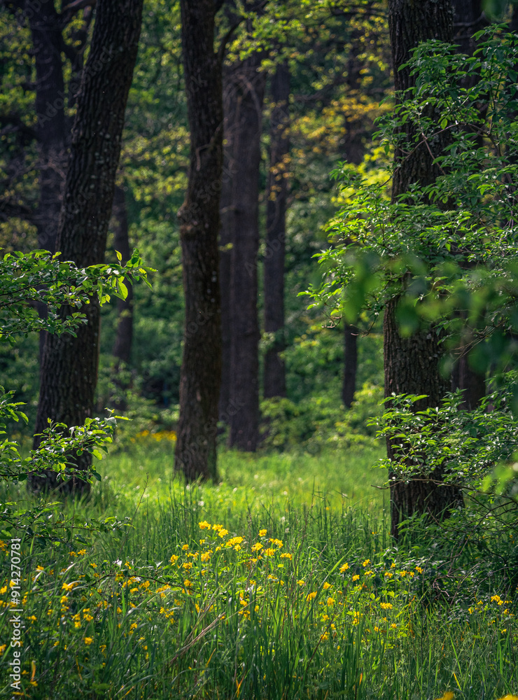 Fototapeta premium Spring evening landscape