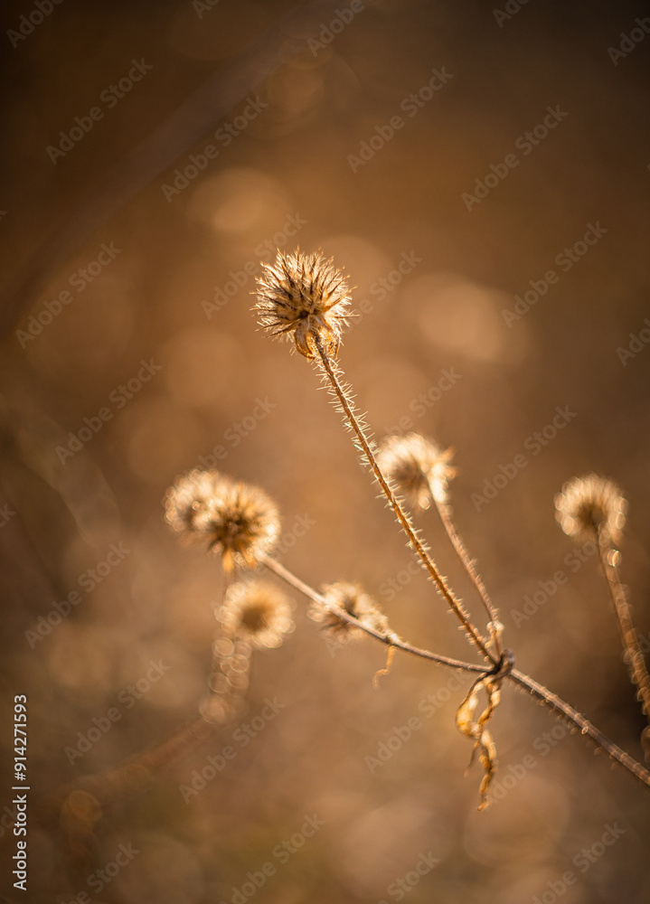 Obraz premium Nature beauty