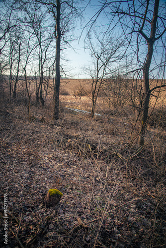 Spring evening landscape