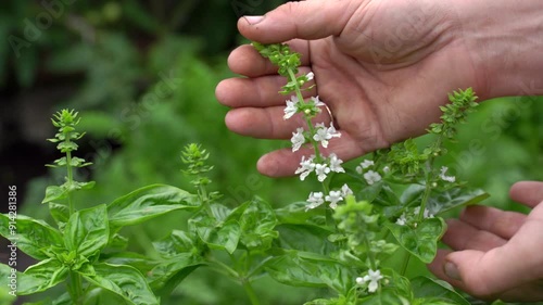 hands holding an inflorescence of green basil. growing seedlings in a greenhouse