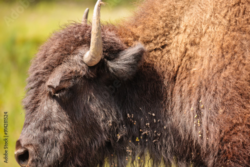 A wild buffalo walks with its eyes appearing to be closed as it crosses past the photographer's car within Custer State Park, Black Hills, South Dakota photo