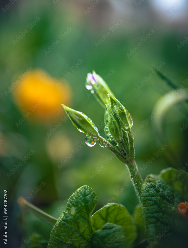 Nature beauty Nature beauty