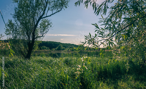 Summer landscape