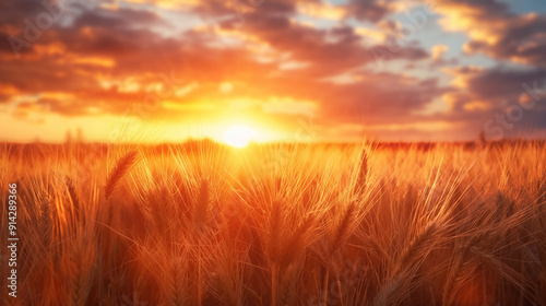 Golden wheat field illuminated by vibrant sunset with dramatic sky