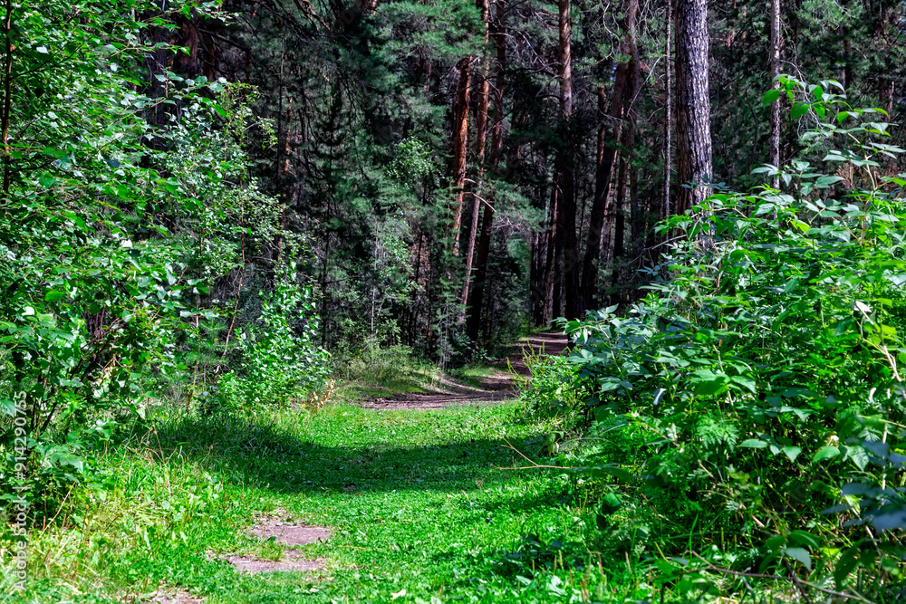 Karkaralinsk, Kazakhstan. Dense green forest with a path on a sunny hot summer day Karkaralinsk, Kazakhstan. Dense green forest with a path on a sunny hot summer day