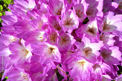 Colchicum, Autumn crocus blooming in a garden