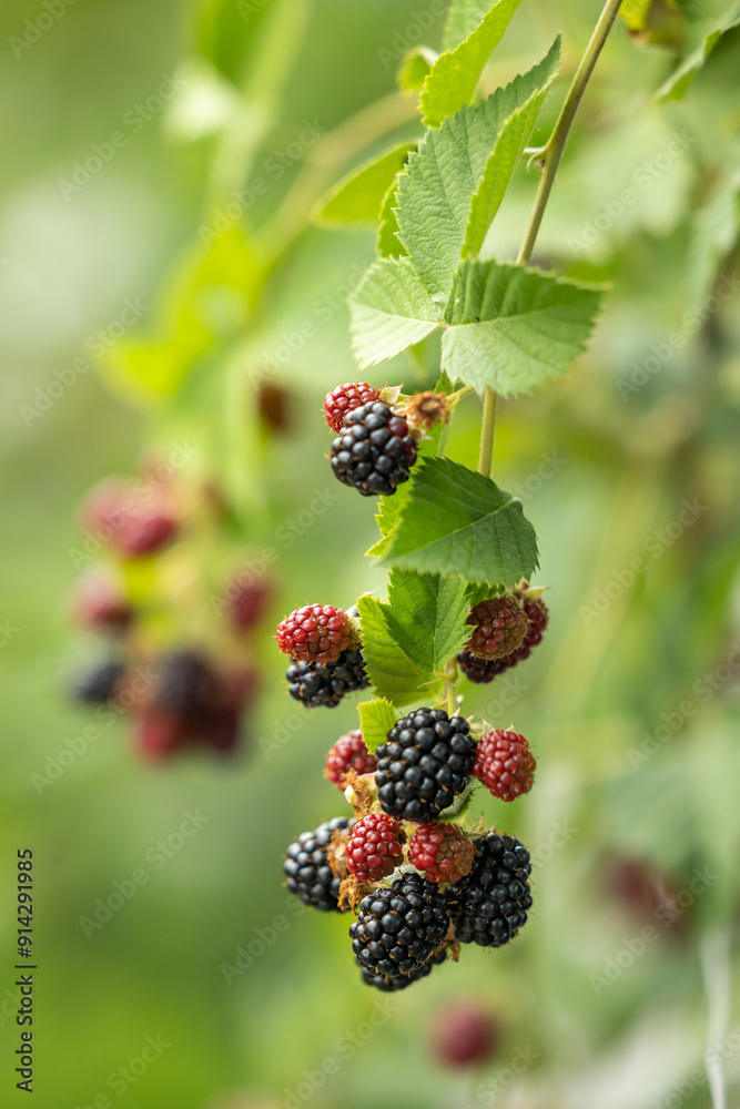 Blackberries on a branch with green leaves Blackberries on a branch with green leaves