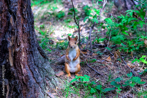 Karkaralinsk, Kazakhstan. A funny squirrel in its natural environment runs among the trees and looks at the camera