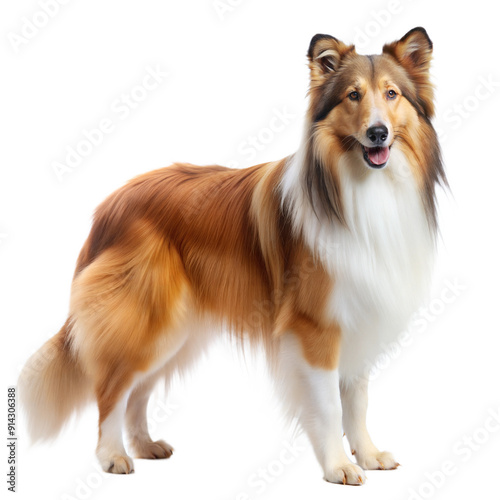 Collie Dog Isolated on White Background