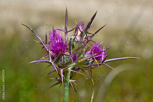 Syrische Kratzdistel // Syrian thistle (Notobasis syriaca) - Milos, Greece photo