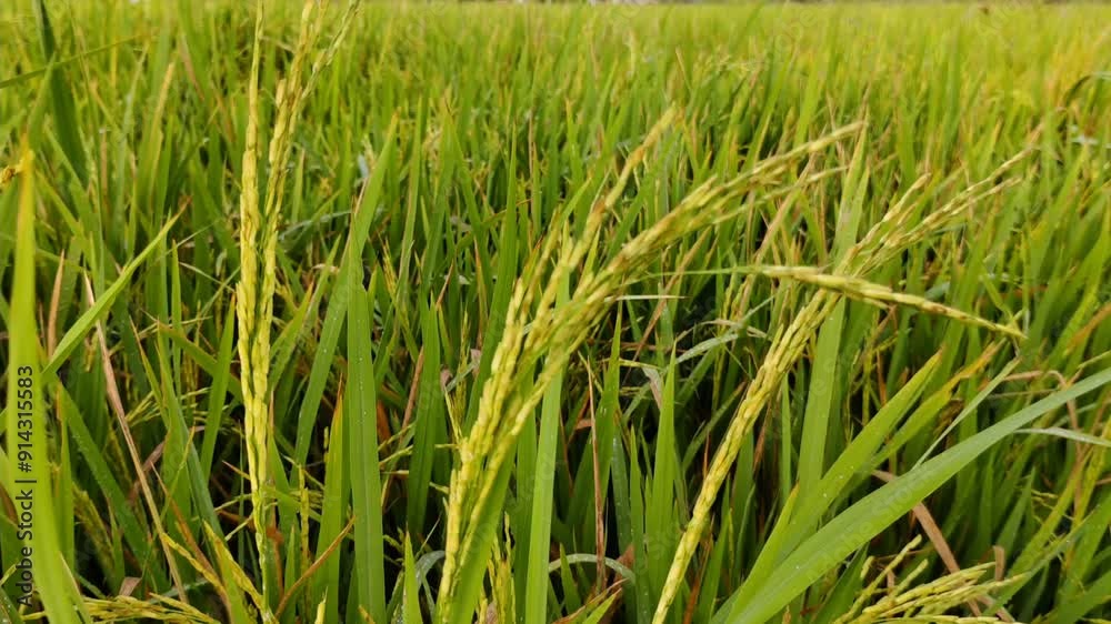 rice in the rice fields growing healthily rice in the rice fields growing healthily