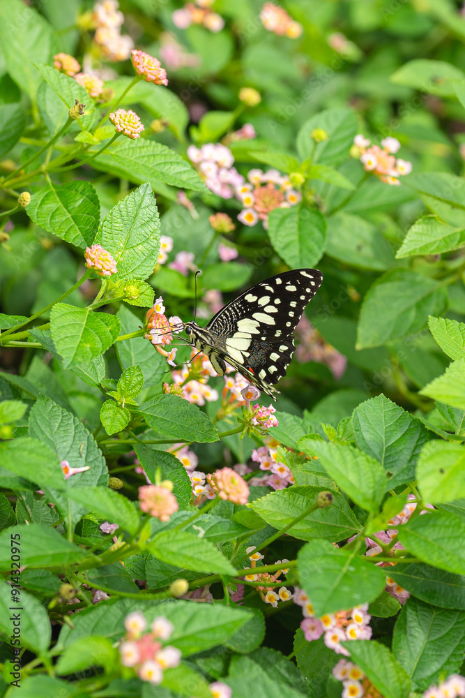 A black butterfly on the flower pollen with greenery leaf environment in the garden. Animal in nature close-up and selective focus. A black butterfly on the flower pollen with greenery leaf environment in the garden. Animal in nature close-up and selective focus.
