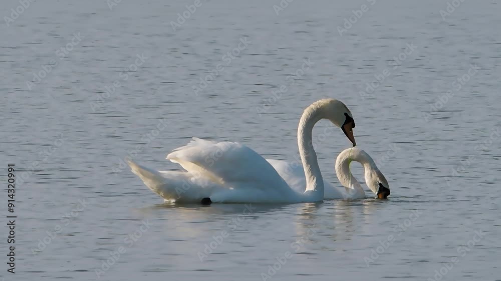 Pair eurasian mute swans feed on seaweed algae lake slow motion