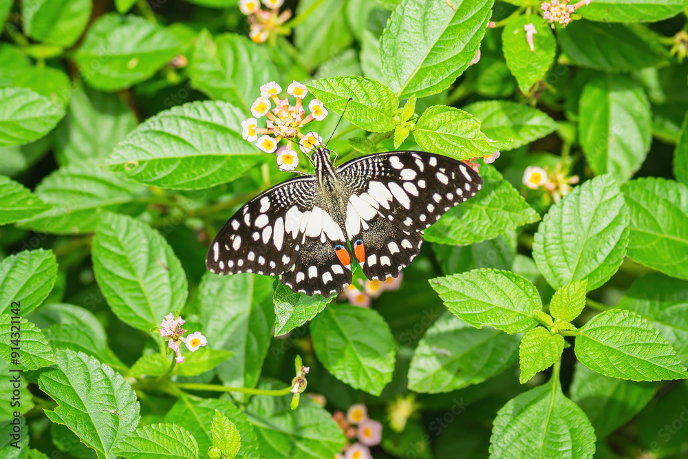 A black butterfly on the flower pollen with greenery leaf environment in the garden. Animal in nature close-up and selective focus. A black butterfly on the flower pollen with greenery leaf environment in the garden. Animal in nature close-up and selective focus.