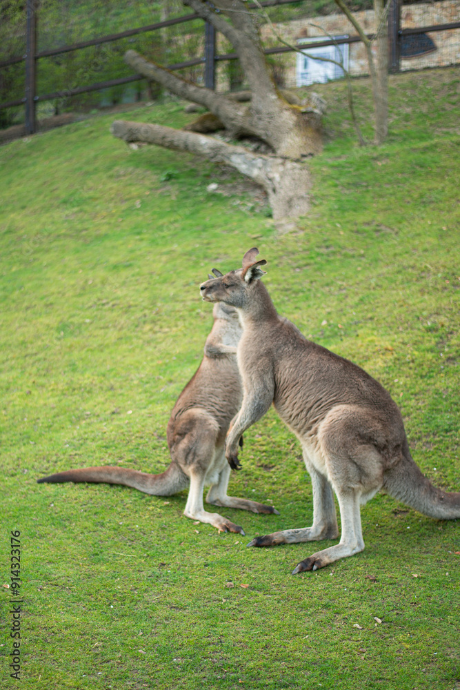 young kangaroo nibbling grass on a green lawn young kangaroo nibbling grass on a green lawn