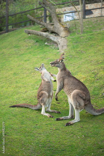 young kangaroo nibbling grass on a green lawn