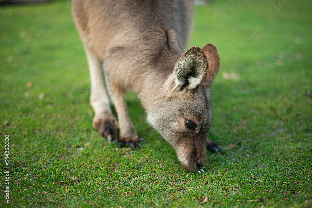 young kangaroo nibbling grass on a green lawn young kangaroo nibbling grass on a green lawn