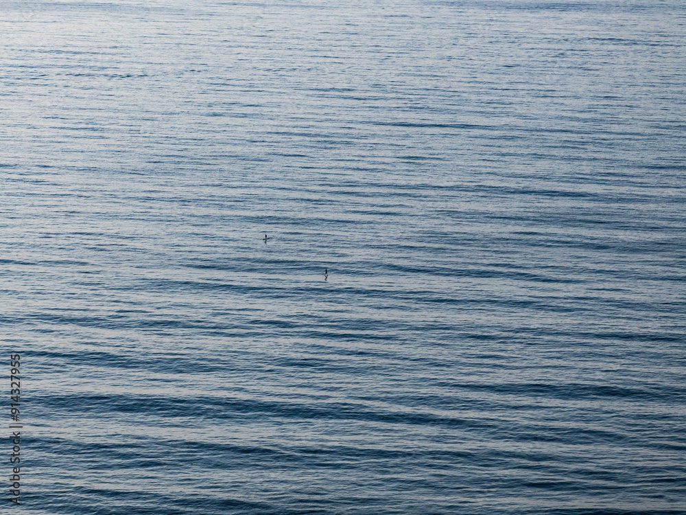 Paddle boarders on the open water Paddle boarders on the open water