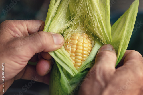 Man shucking corn cobs, Close-up of hands. Husking corn. Copy space.
 photo