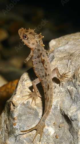 Olm Proteus anguinus on rock in Oliero cave, detailed close-up photo